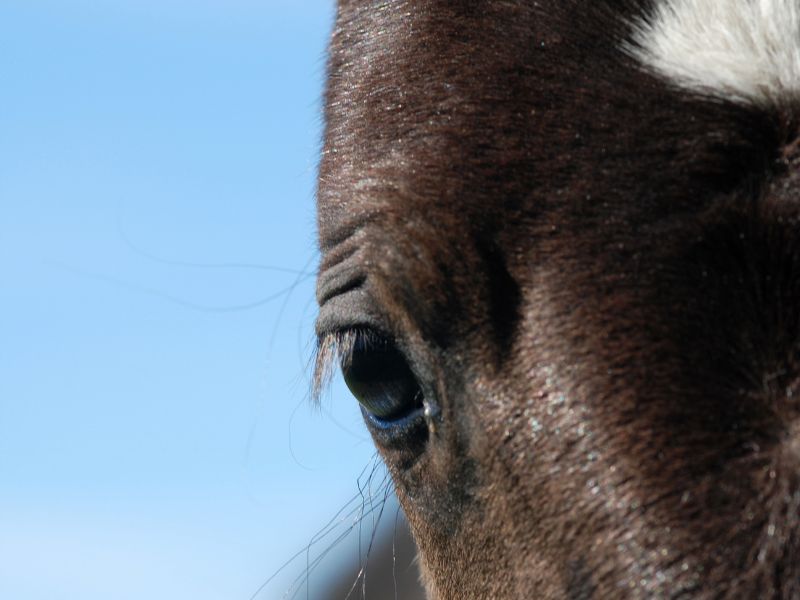 Komunikace se zvířaty