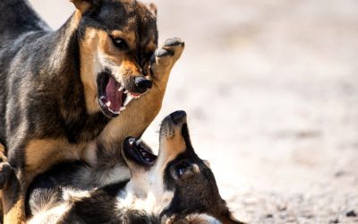 Nevysvětlitelná agrese u psů – komunikace se zvířaty a řešení pomocí regresních technik