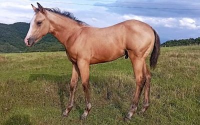 Poslední rozloučení se zvířátkem