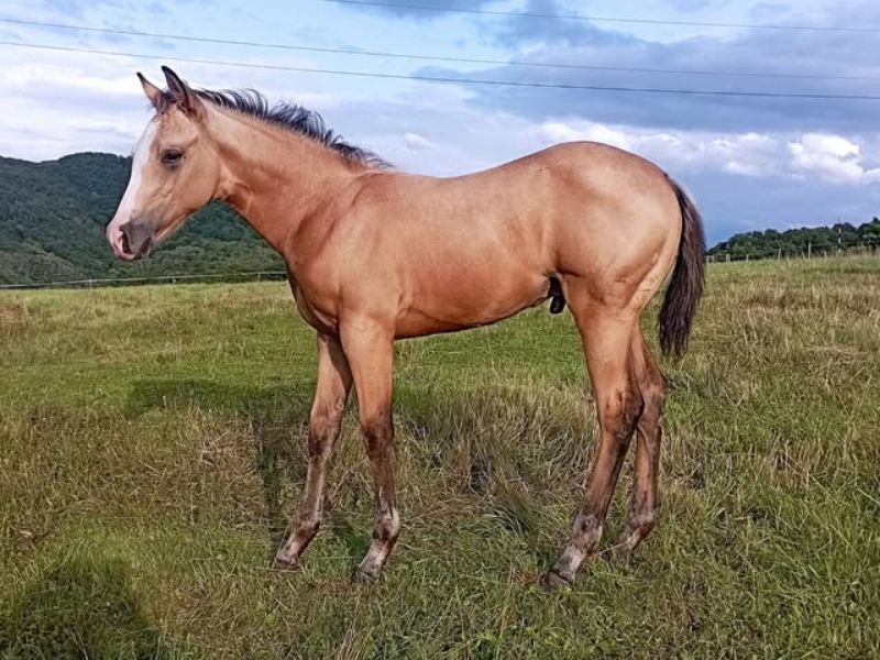 Poslední rozloučení se zvířátkem